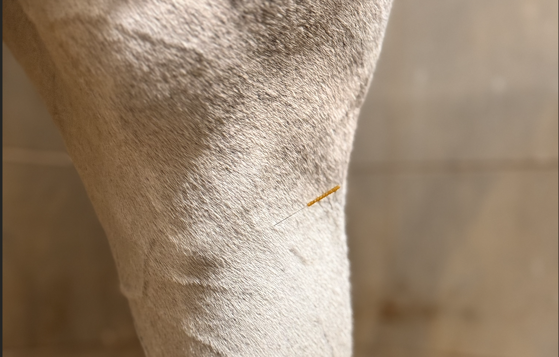 horse hindlimb