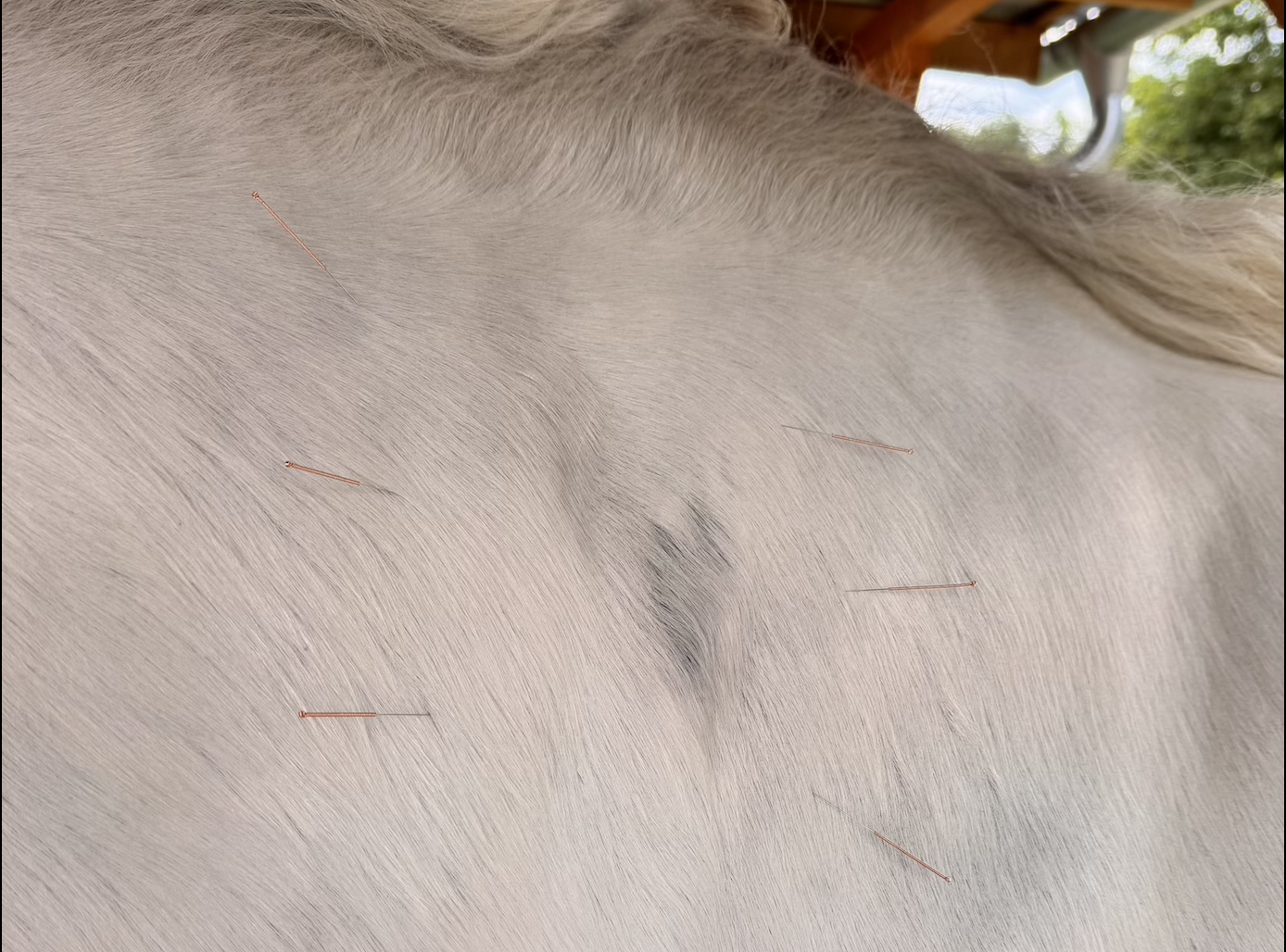 horse neck